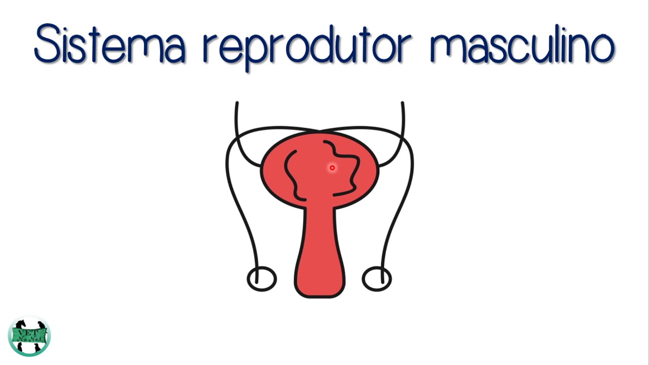Aula 7 - Fisiologia endócrina do sistema reprodutor masculino | LH e FSH | Humana e Veterinária