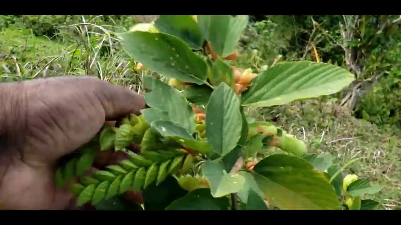 An Unforgettable HERB Road Tour |  *Bonus*-  Meet The Duppy Who Speaks!