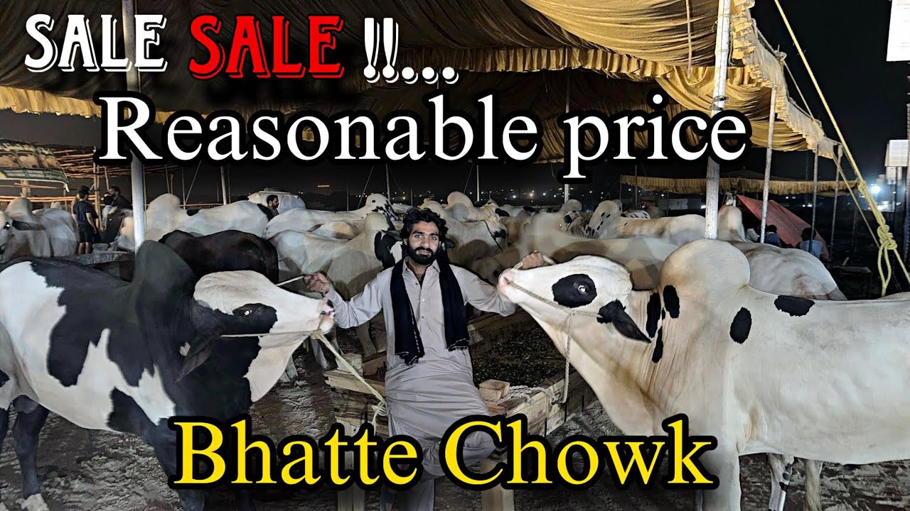 Bhatta Chowk Mandi - Season 2025 - Latest Update - Reasonable Price - Shoqeeno AA Gya Na Maal 😍