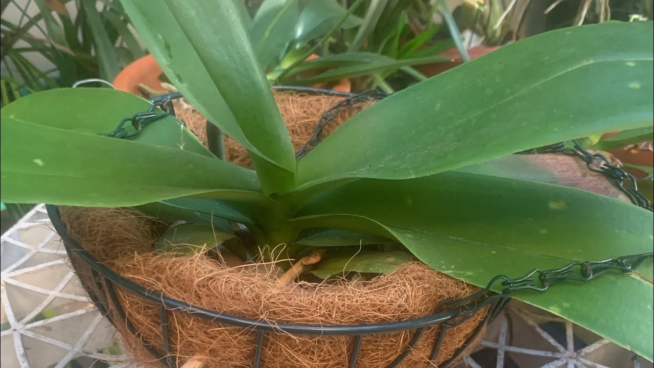 Orquidea Phalaenopsi No Cachepô Com Fibra De Coco!