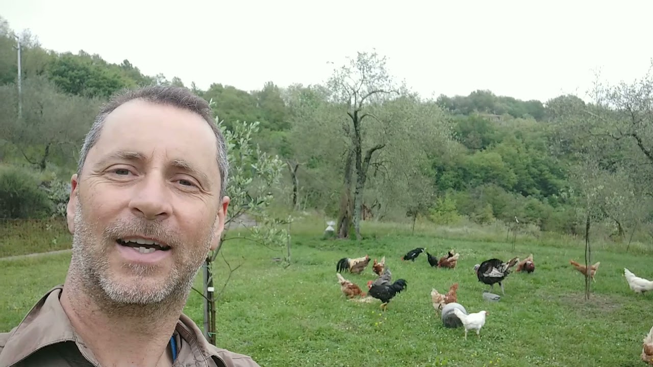 Come fare la razza Araucana