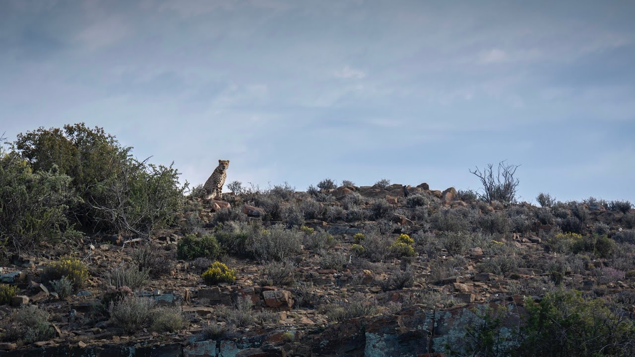 Tracking Cheetah at Roam Private Game Reserve