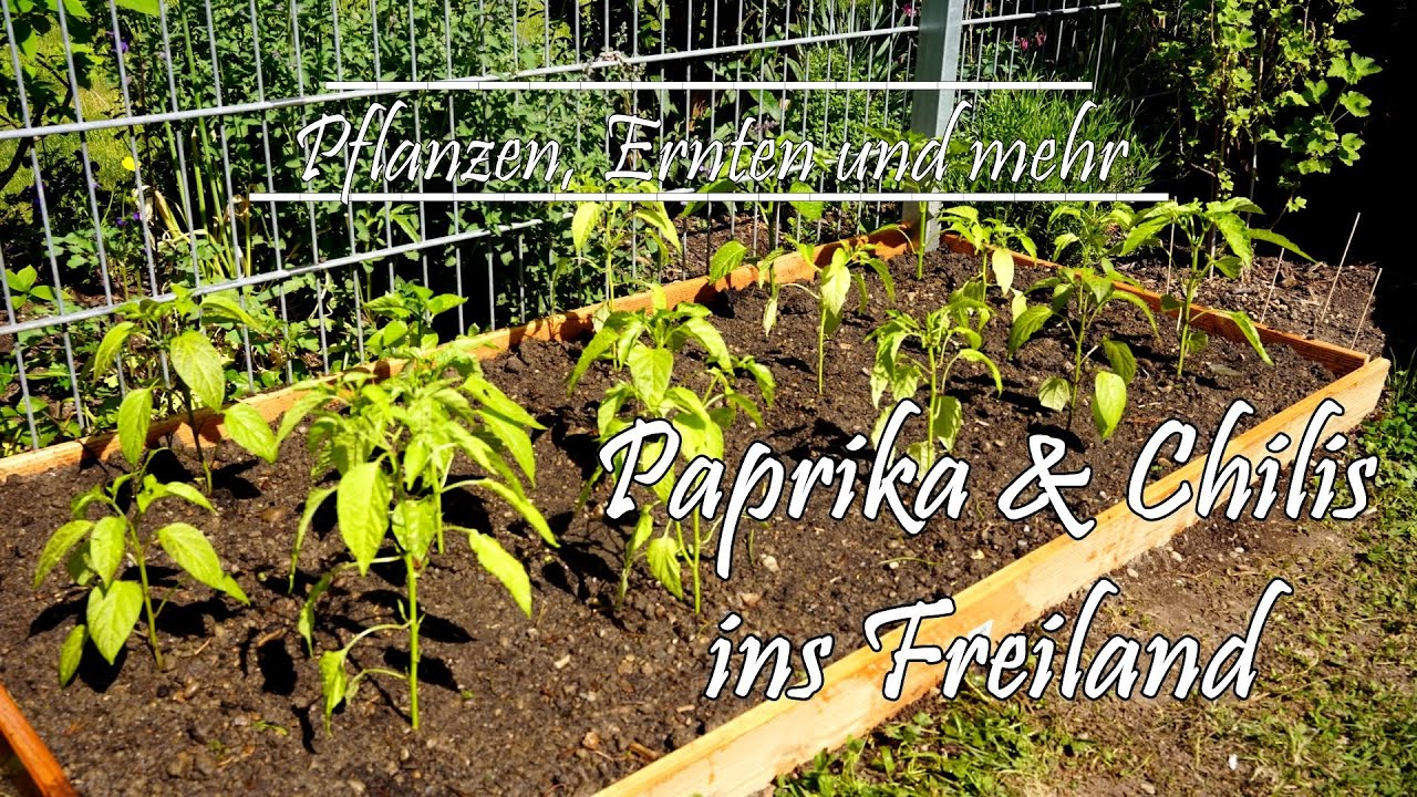 Jetzt schon erste Früchte! Paprika- und Chilipflanzen  -  Entwicklung + ins Freiland pflanzen