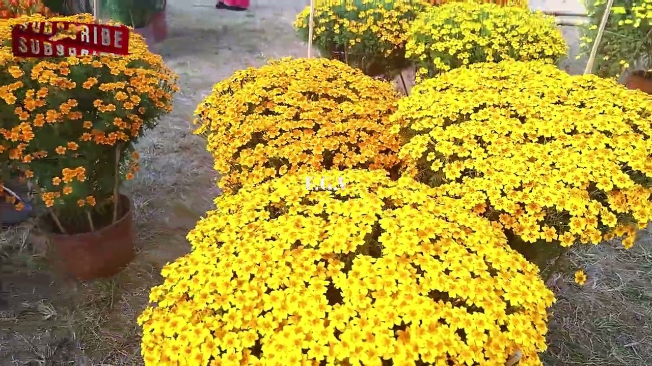 FGV-188 |Golden Green Marigold |গোল্ডেন গ্রিন গাঁদা