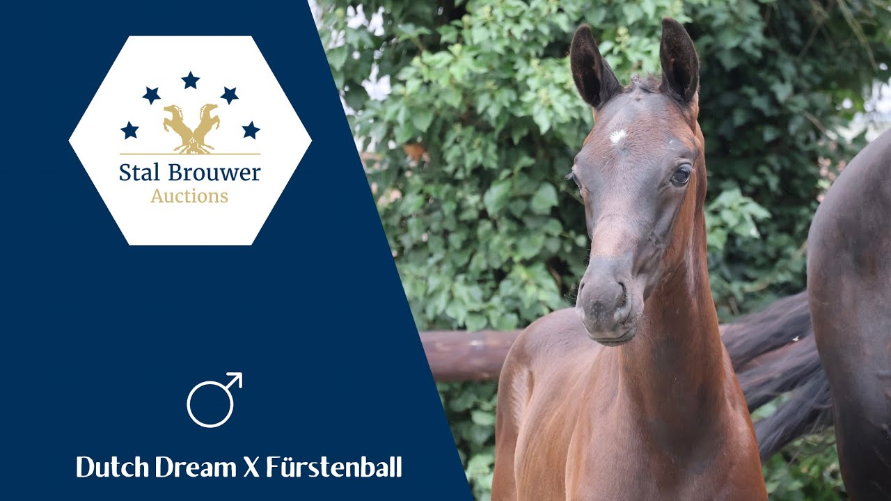 Dutch Dream X Fürstenball stallion