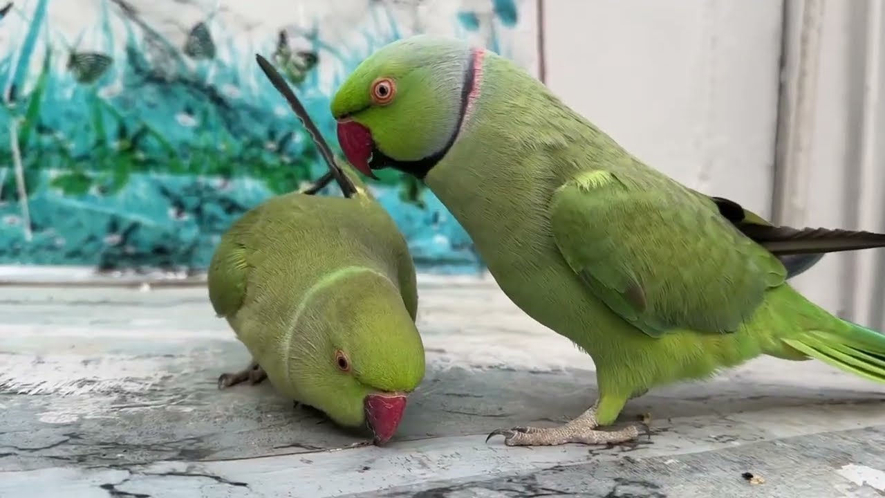 Indian Ringneck Talking Parrot #parrot #ringneckparrot #talkingparrot  #parrottalking #shorts
