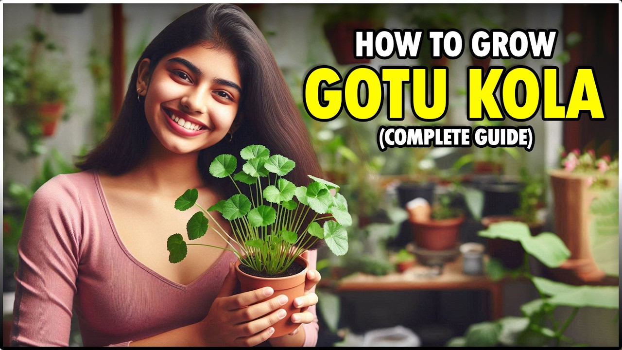 How to grow GOTU KOLA (Centella asiatica) at Home
