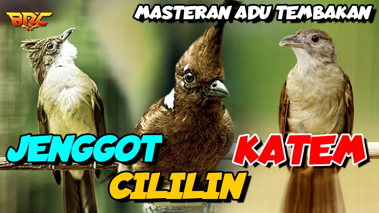 MASTERAN CILILIN - KENARI - KAPAS TEMBAK - CUCAK JENGGOT | MASTERAN GACOR TEMBAKAN RAPET