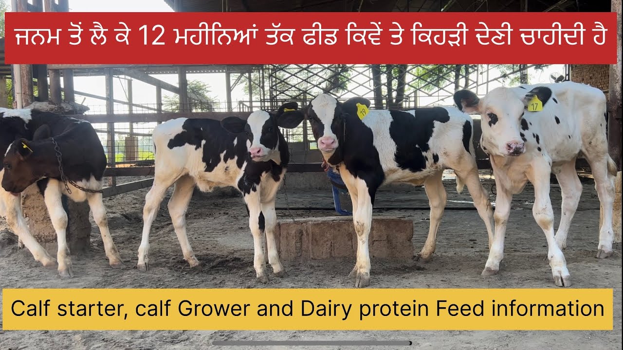 0 To 12 Months Calf Diet Plan || Bassi Dairy Farm || Punjab