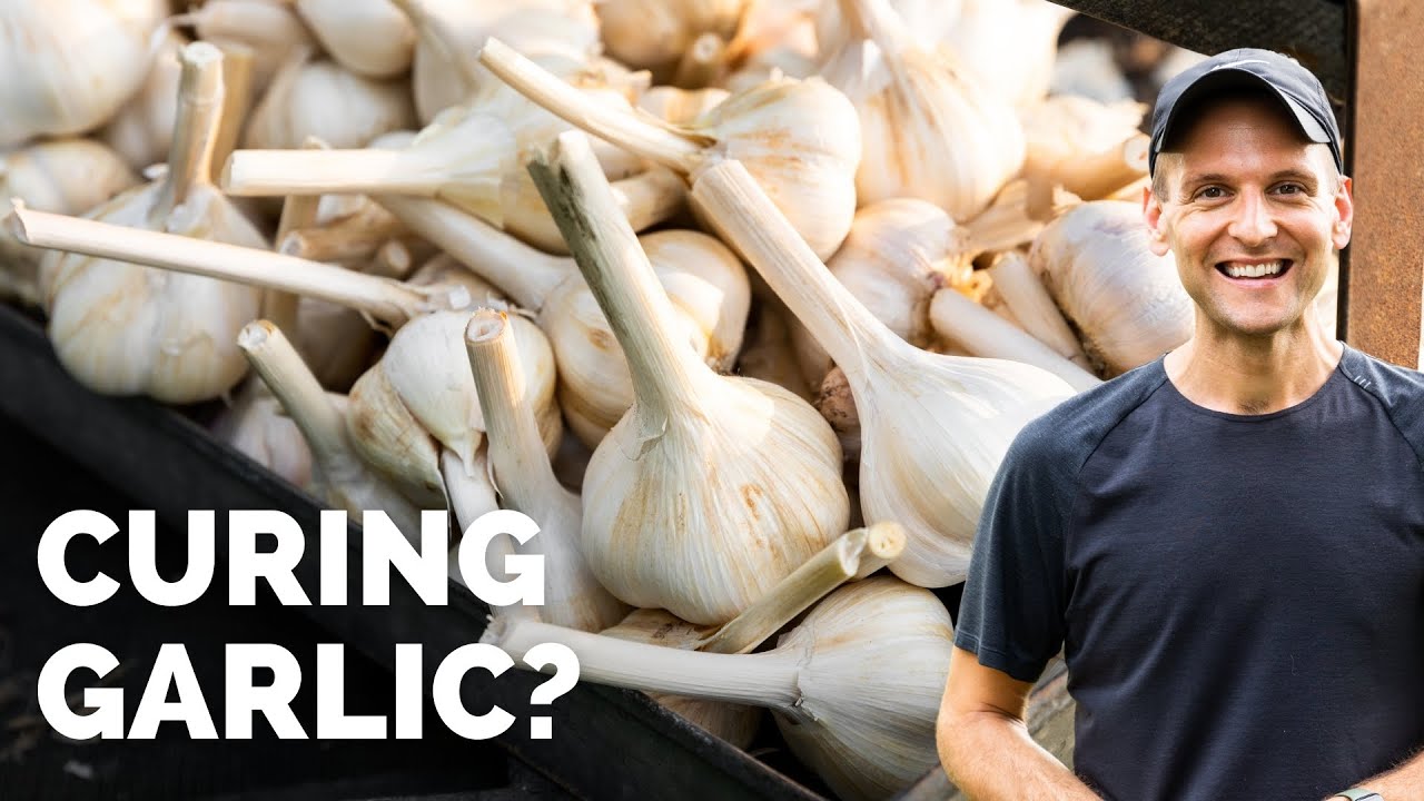 How to Store Cured Garlic