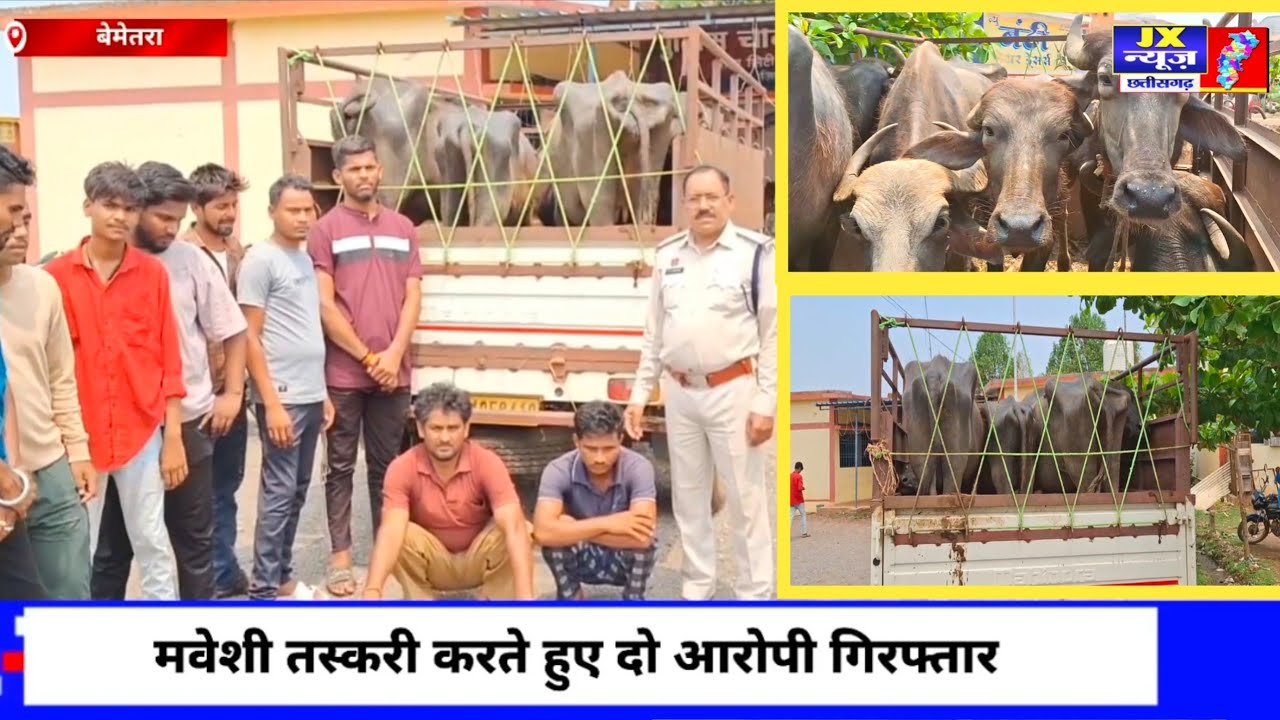 छत्तीसगढ़ बेमेतरा - मवेशी तस्करी करते हुए दो आरोपी गिरफ्तार, एक पिकअप में 5 मवेशी भर कर रेंगाखार ले।