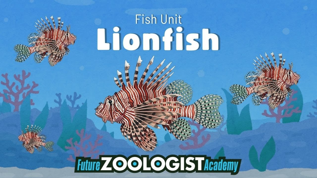 Lionfish