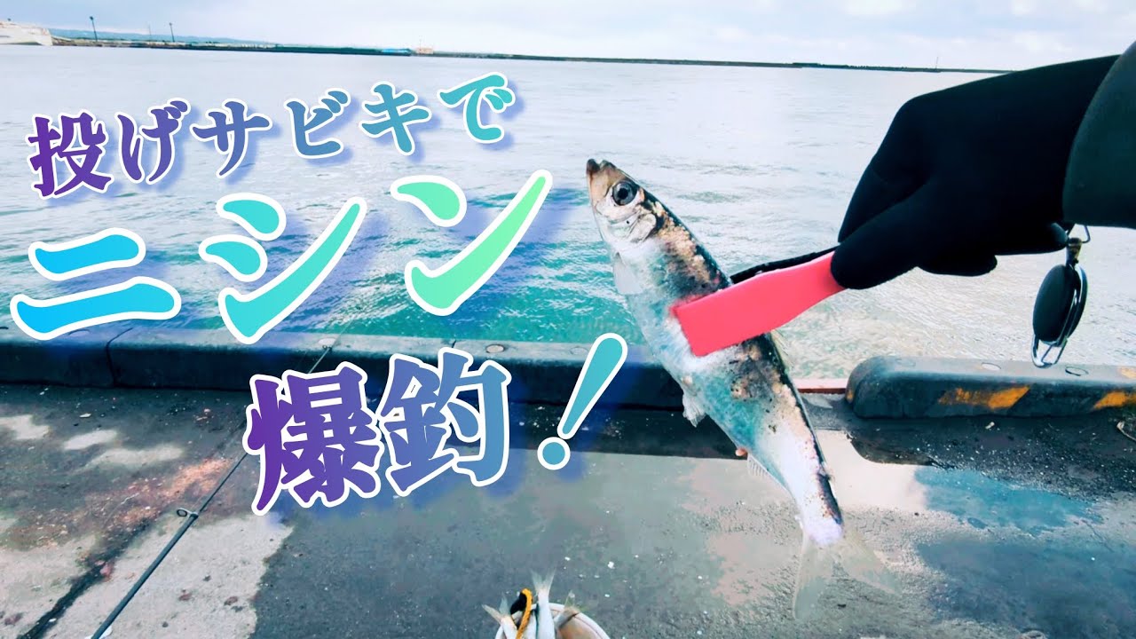 今年も投げサビキでニシン釣り