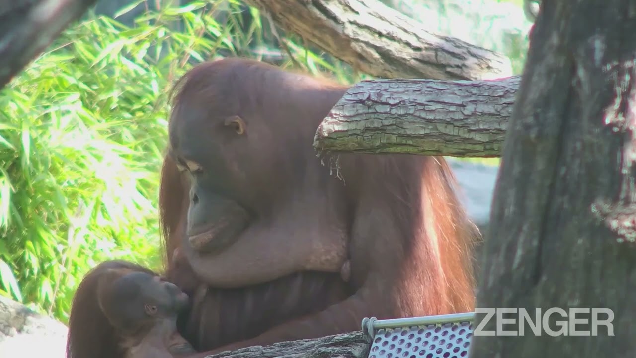 Orang-Aaah-Tan: Astonished Fans Watch Live Birth Of Baby Ape