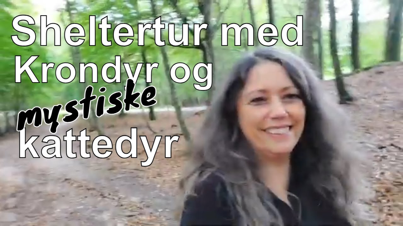 Sheltertur med krondyr og mystiske kattedyr