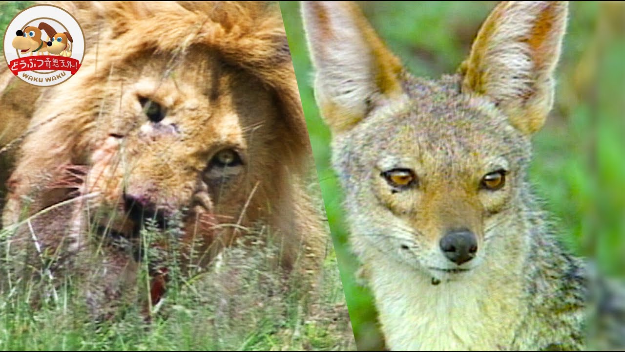 ライオンの獲物を奪え！横取り稼業ジャッカル〜執念の攻撃と家族団結の貴重な記録（羽仁進のマザーアフリカ⑯）【どうぶつ奇想天外／WAKUWAKU】