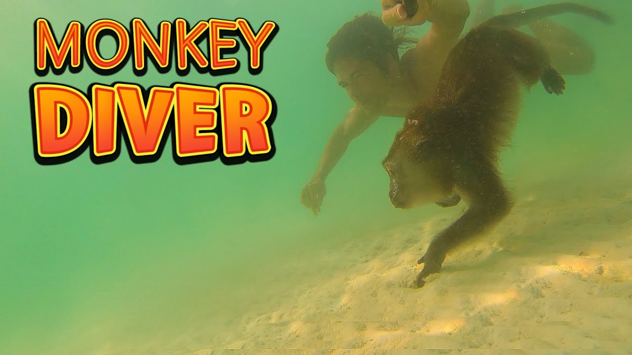 Diving with a Wild Monkey | Crab-Eating Macaque swimming