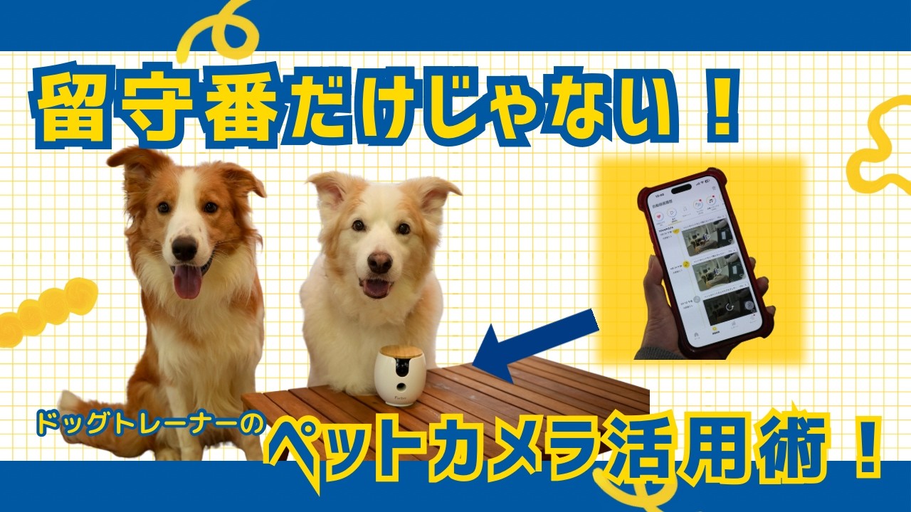 あの有能ペットカメラFurbo360が小さくなった！ドッグトレーナーならではの活用方法も教えます！