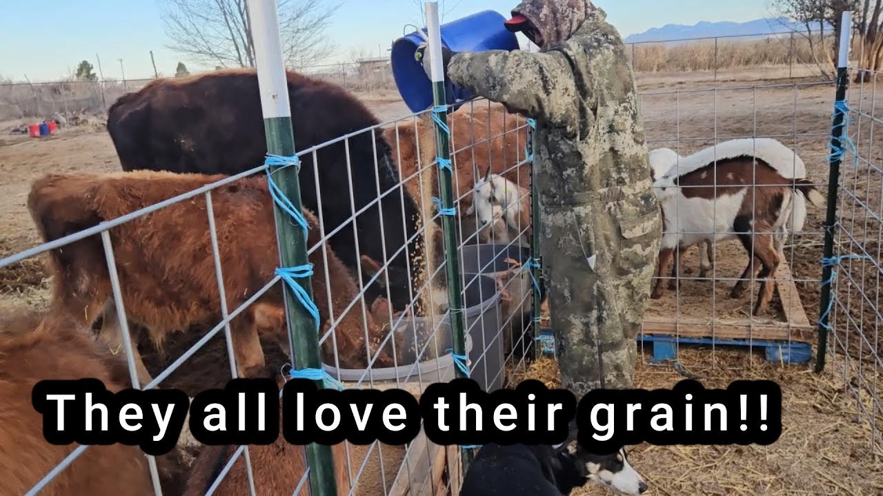 LOL  They don't care that its cold!!  They want their food!!!! #oIurlittletexasranch,