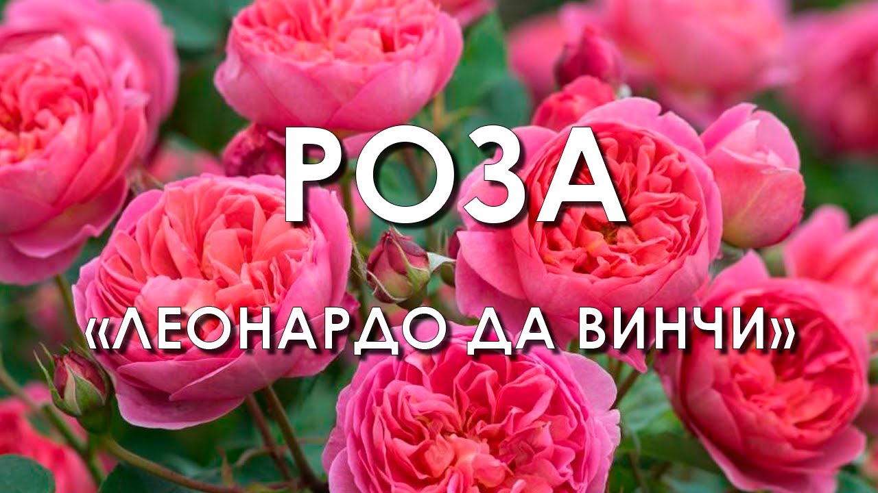 Обзор сорта розы 