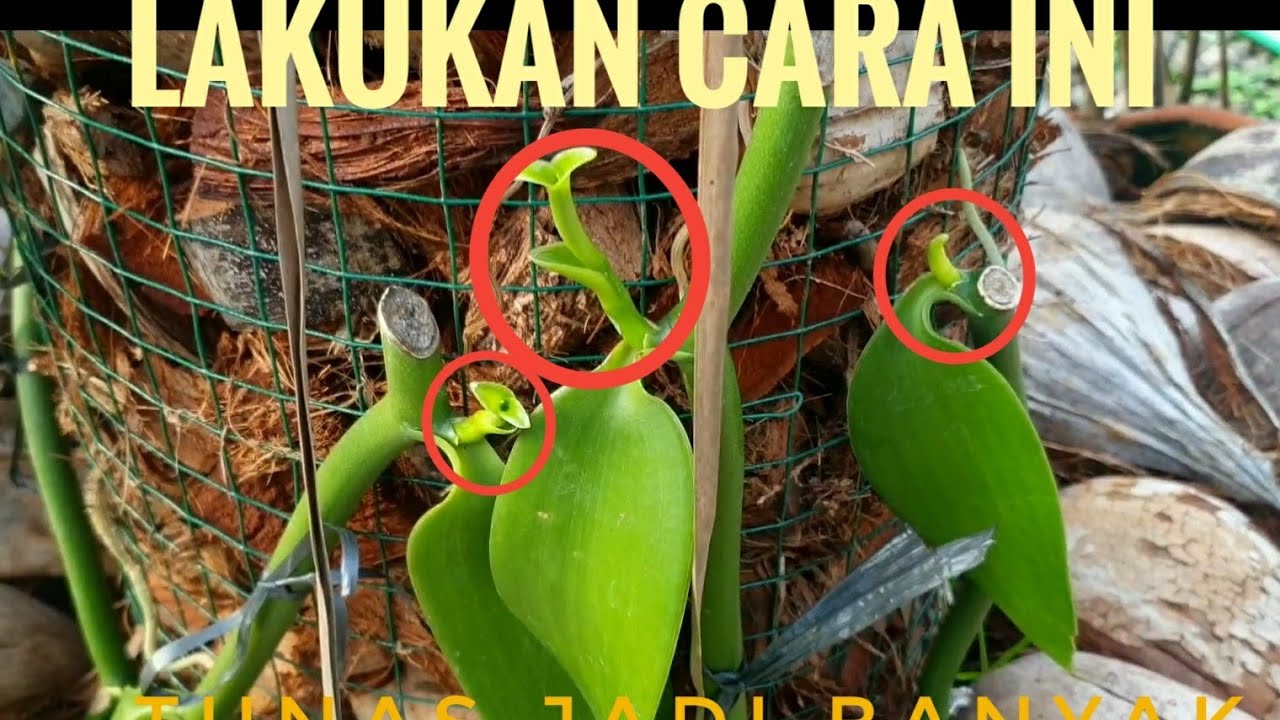 Pola tanam Vanilli dengan sulur pendek