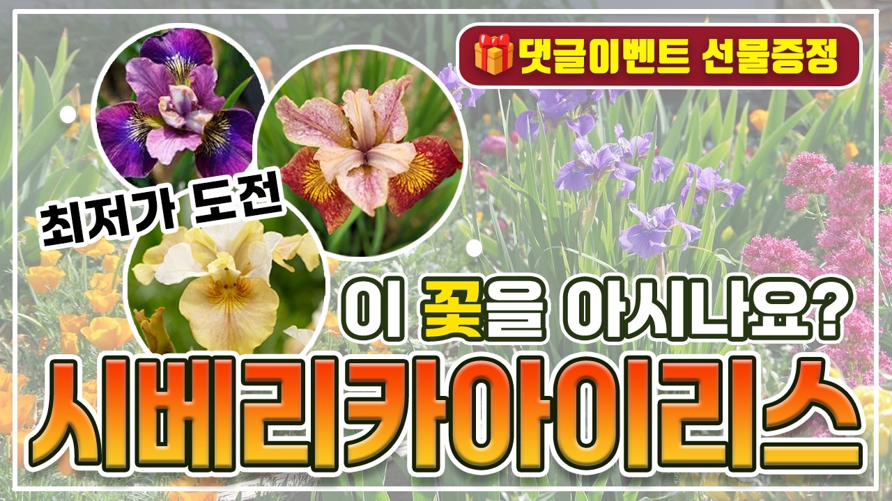 🎁댓글이벤트)정원이 확 달라집니다✨ 월동되는 시베리카 아이리스 7종 추천