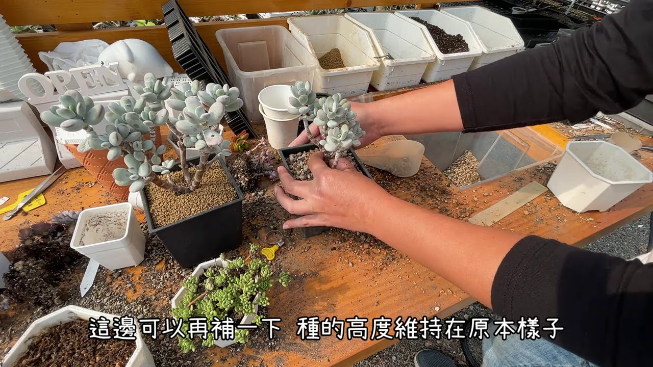 【 MC多肉園 】多肉老欉如何維護 新手學種起來 肉田囍事花絮 莫忘初衷 必修課多肉植物 MC Succulent plant Vlog