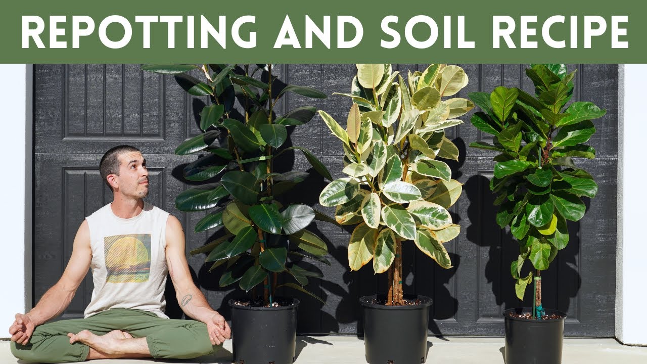 Ficus Elastica Repot and Best Soil Recipe For Rubber Tree