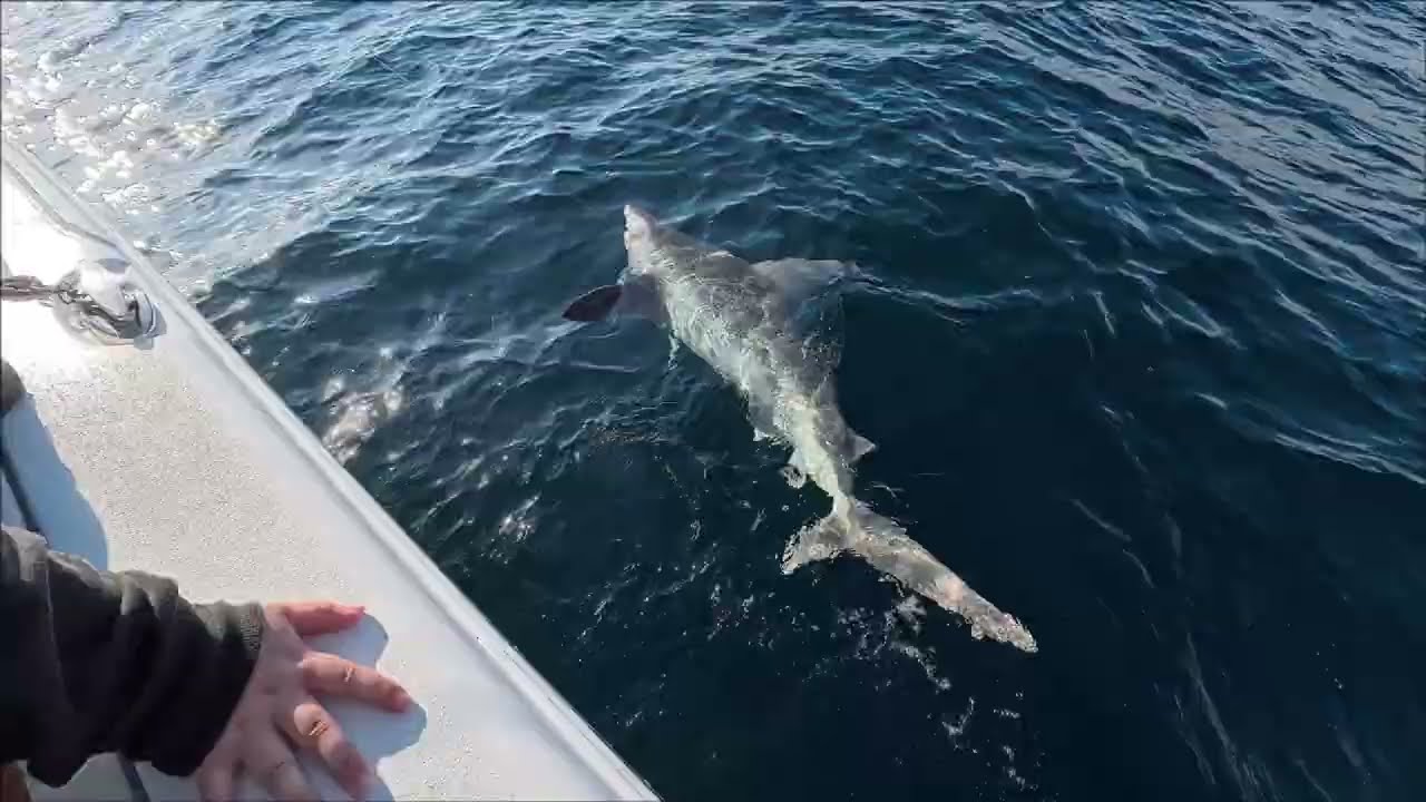Destin Red Snapper, A MASSIVE Shark and what keeps taking our bait?! (Part 1)