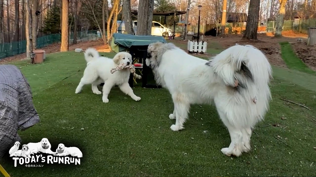 自分のおもちゃを持ち出され取り返そうか貸そうか迷うベルです　Great Pyrenees　グレートピレニーズ
