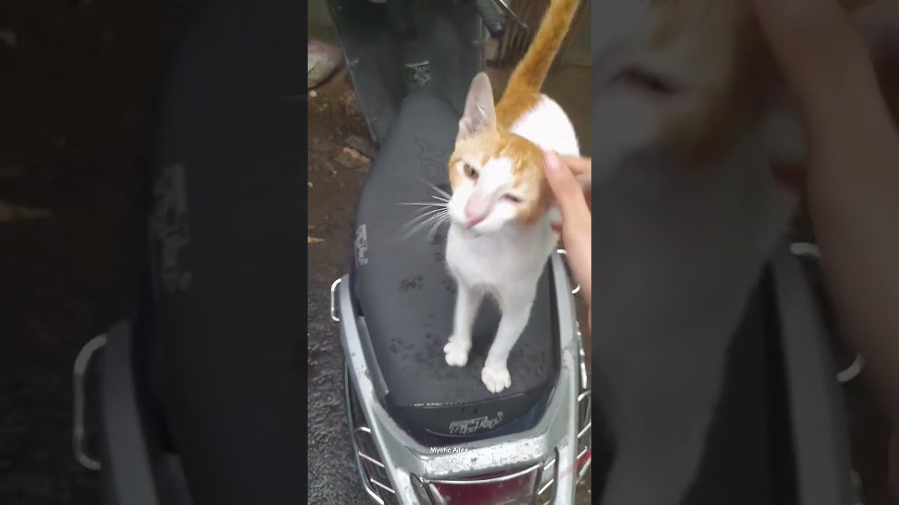 Charming Moments: Petting My Playful Orange Tabby! #shorts #orangetabbylove #pettingcat #cats #cutie
