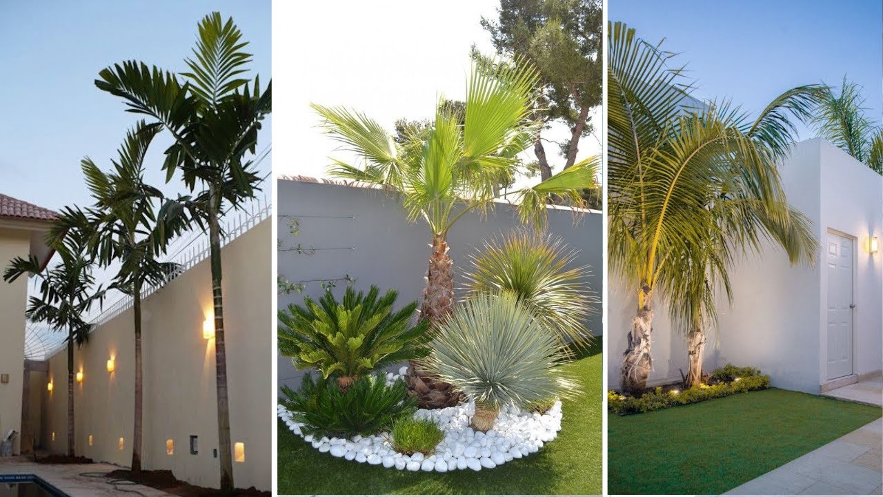 +252 iDEAS de 12 TIPOS DE PALMERAS para JARDIN DE CASA que conforman un paisajismo increíble