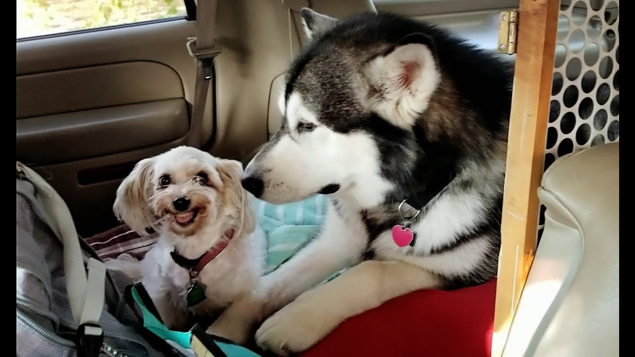 Who Says Malamutes Need Lots Of Space ?!?!??! #9
