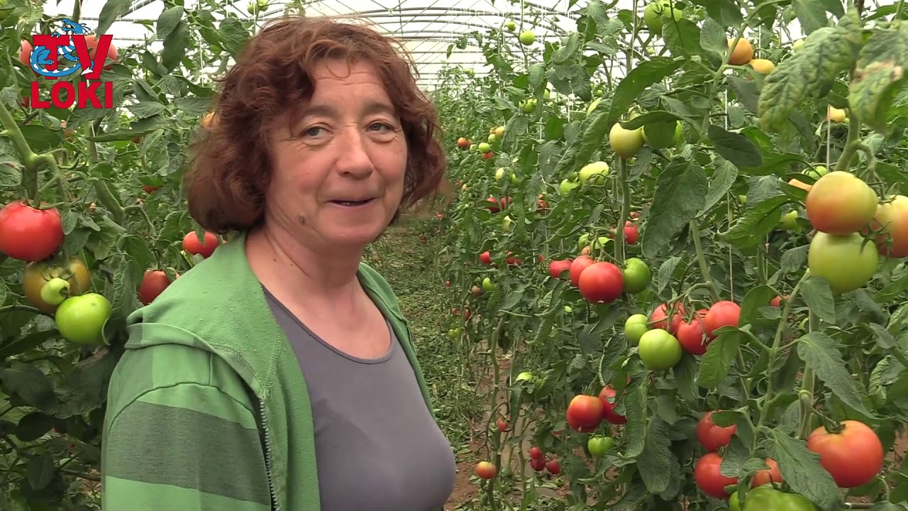 Ipak se može: Paprika i paradajz iz sela Kompolje 12.09.2019.