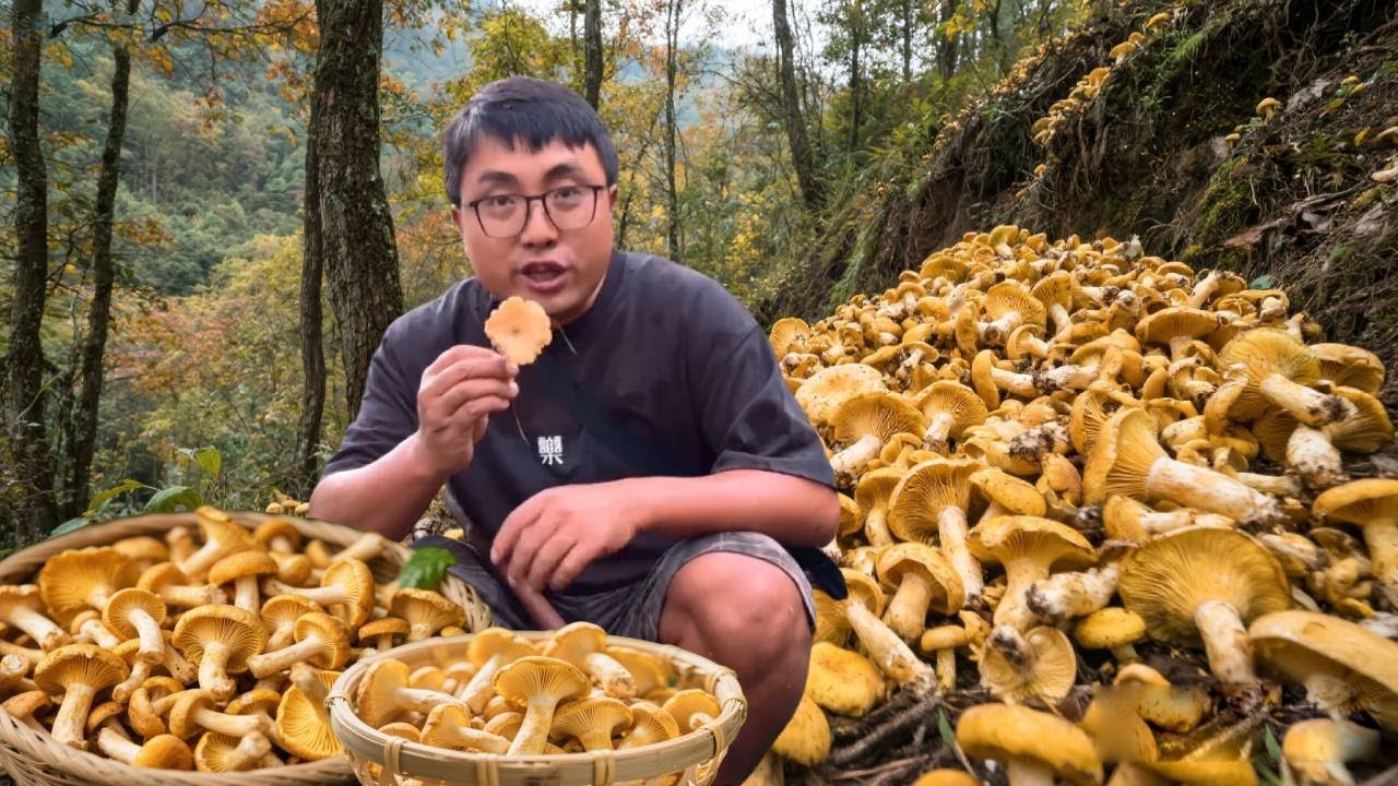 秋天的大山看看都有些啥，冬宝上山摘满满一筐枞菌，还收获不少野果！#农村生活#野货