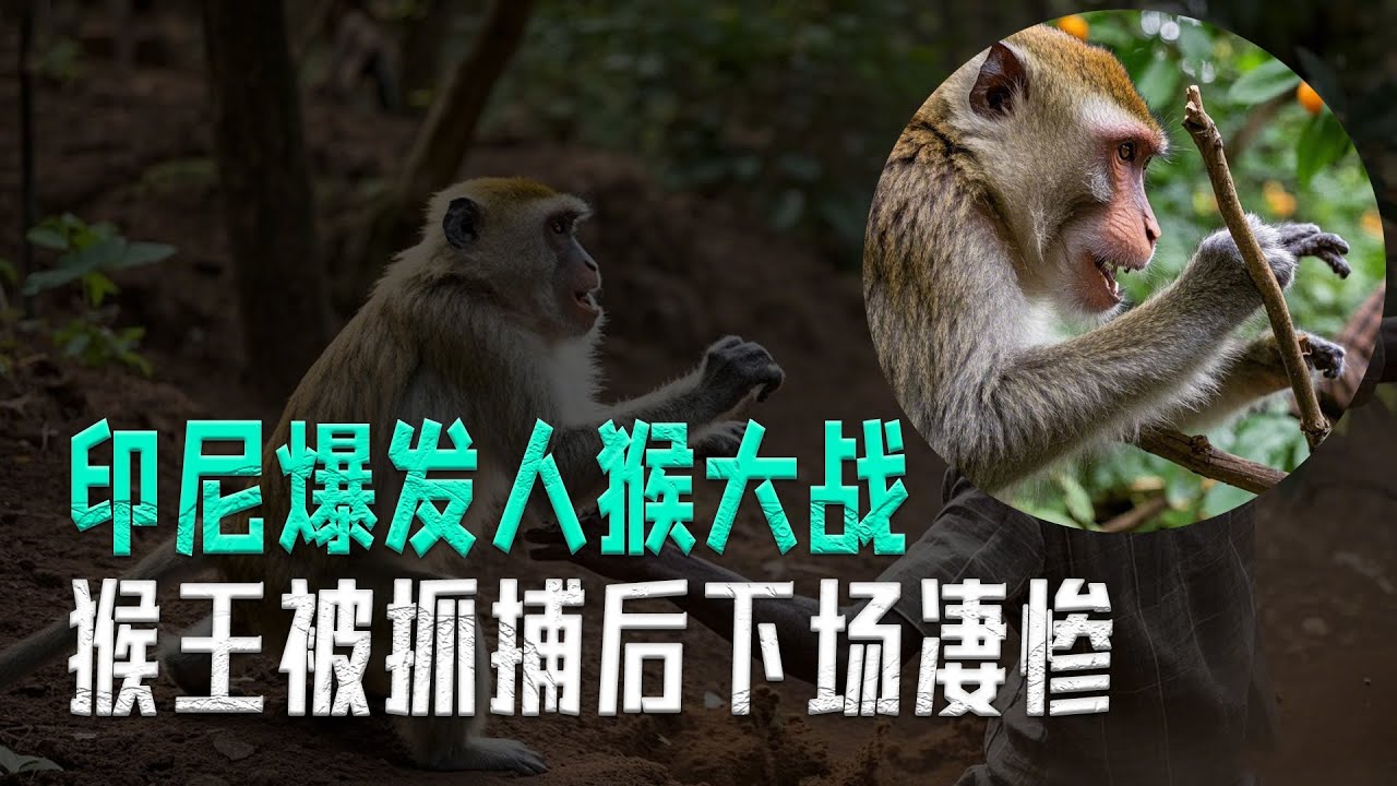 印尼爆發人猴大戰，猴王被村民緝拿歸案，最後它的下場真是無比悽慘！