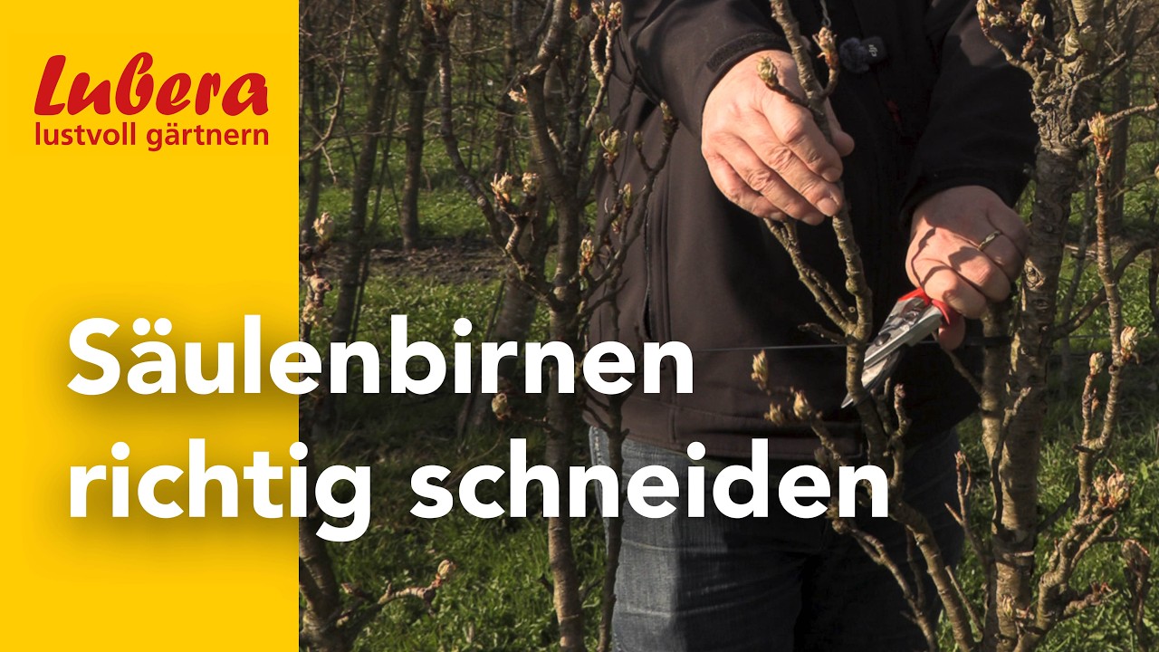 S&auml;ulenbirne richtig schneiden: So bleibt sie schlank & ertragreich