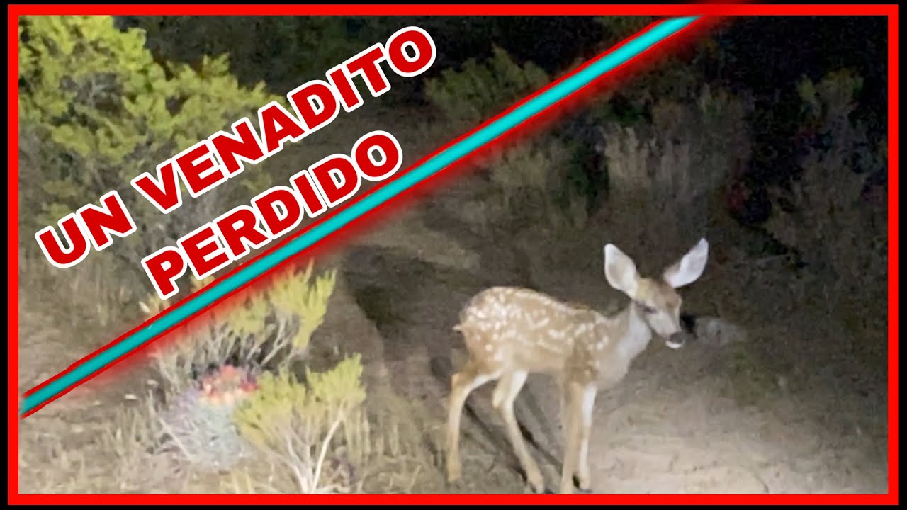 AVENTURA 82 Un Venadito Recien Nacido Perdido En El Camino