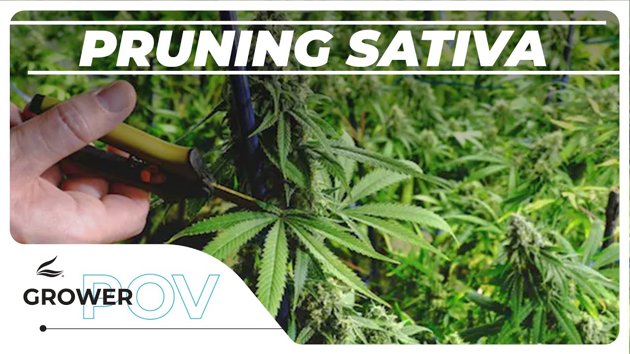 Grower POV: Pruning Sativas