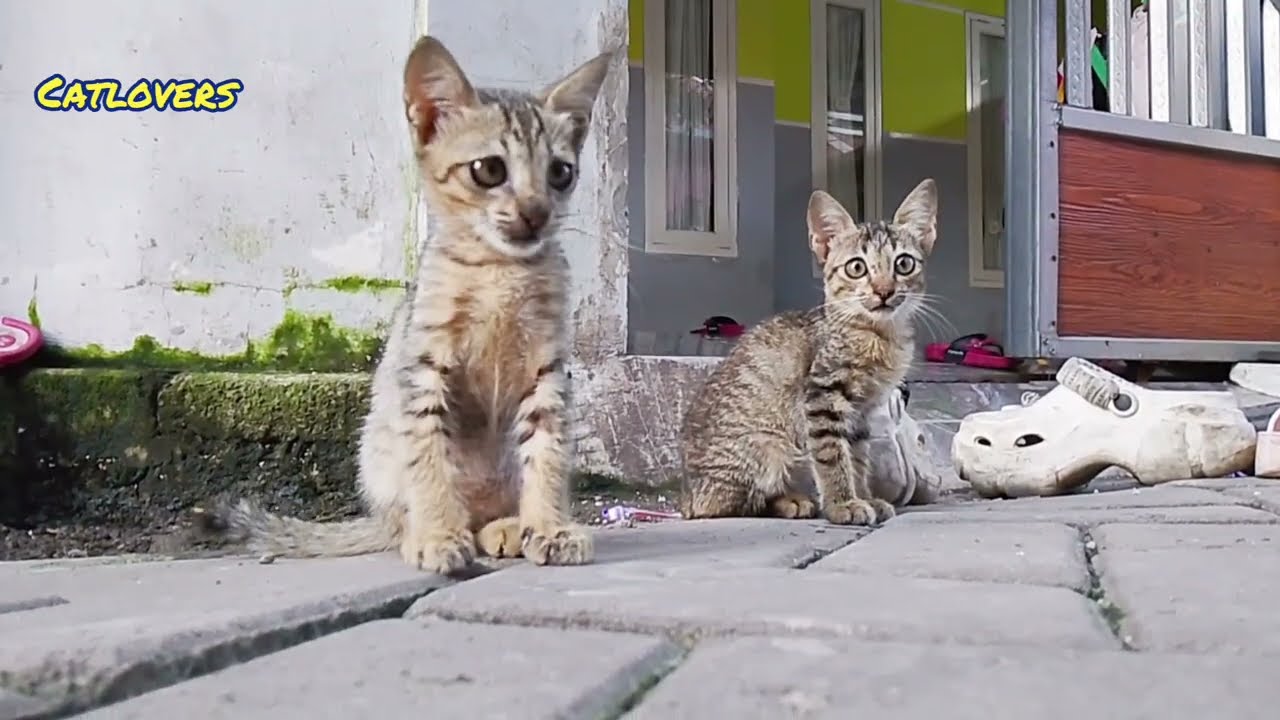 Anak kucing sedang bermain 