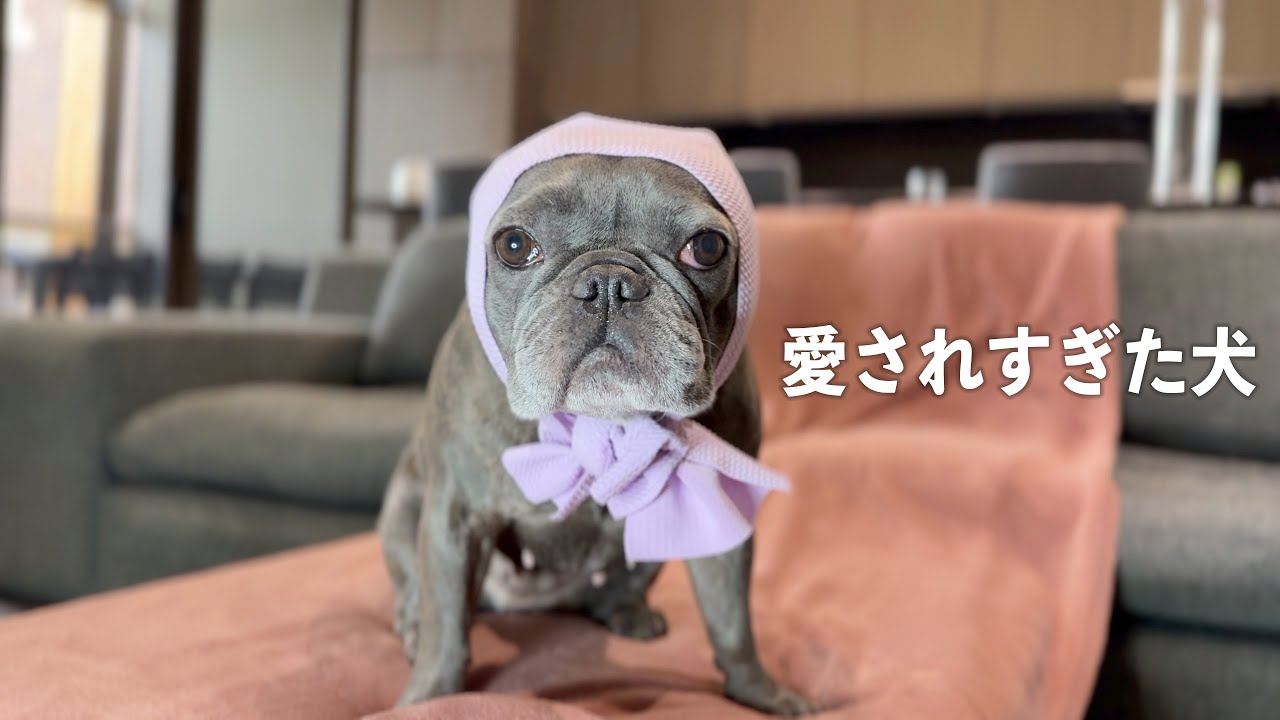 飼い主と視聴者さんに愛されすぎた犬に送られた衝撃