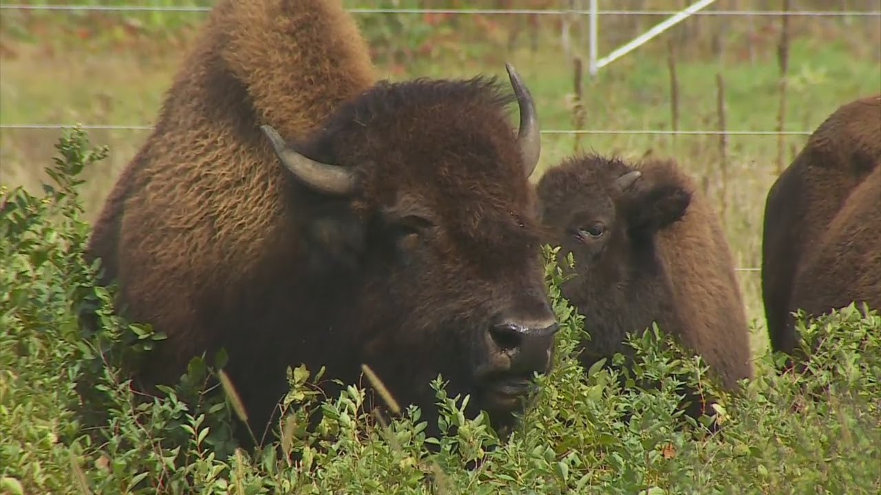 Finding Minnesota: Minneopa Bison At Minnesota State Park