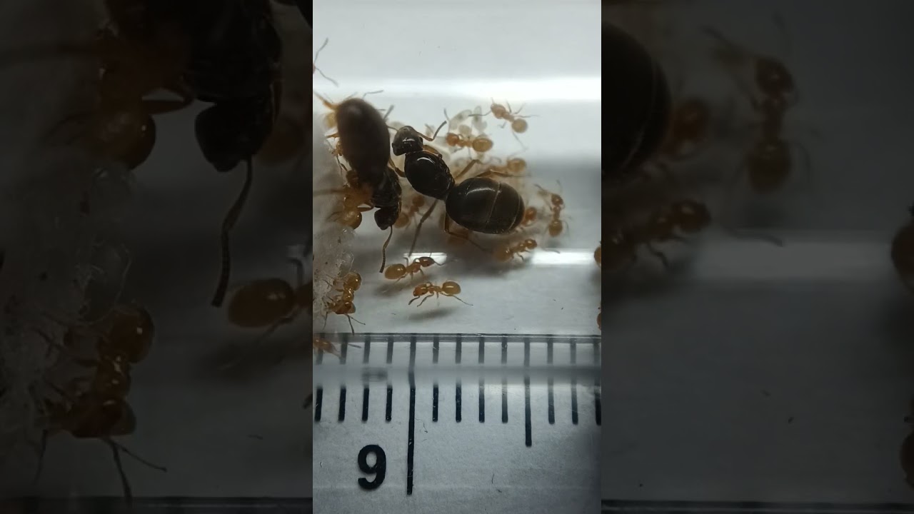 lasius flavus 