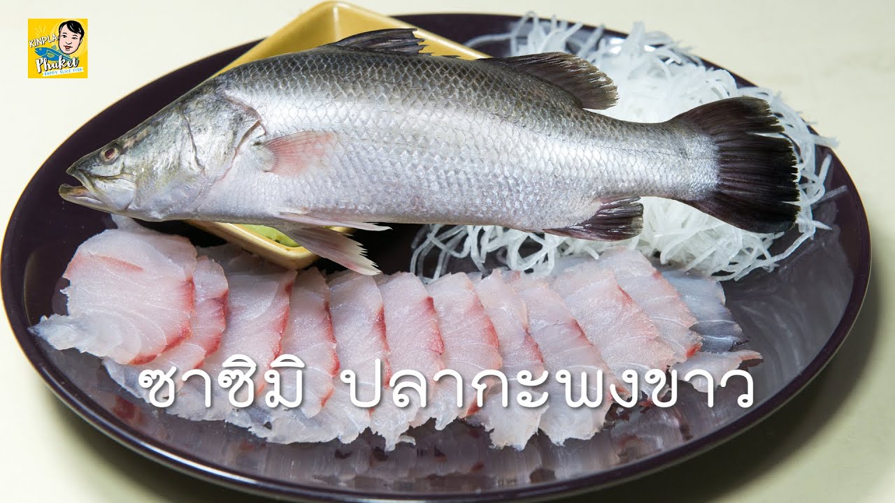 Barramundi ซาซิมิ ปลากะพงขาว Sashimi กินปลาภูเก็ต KinPlaPhuket  EP16