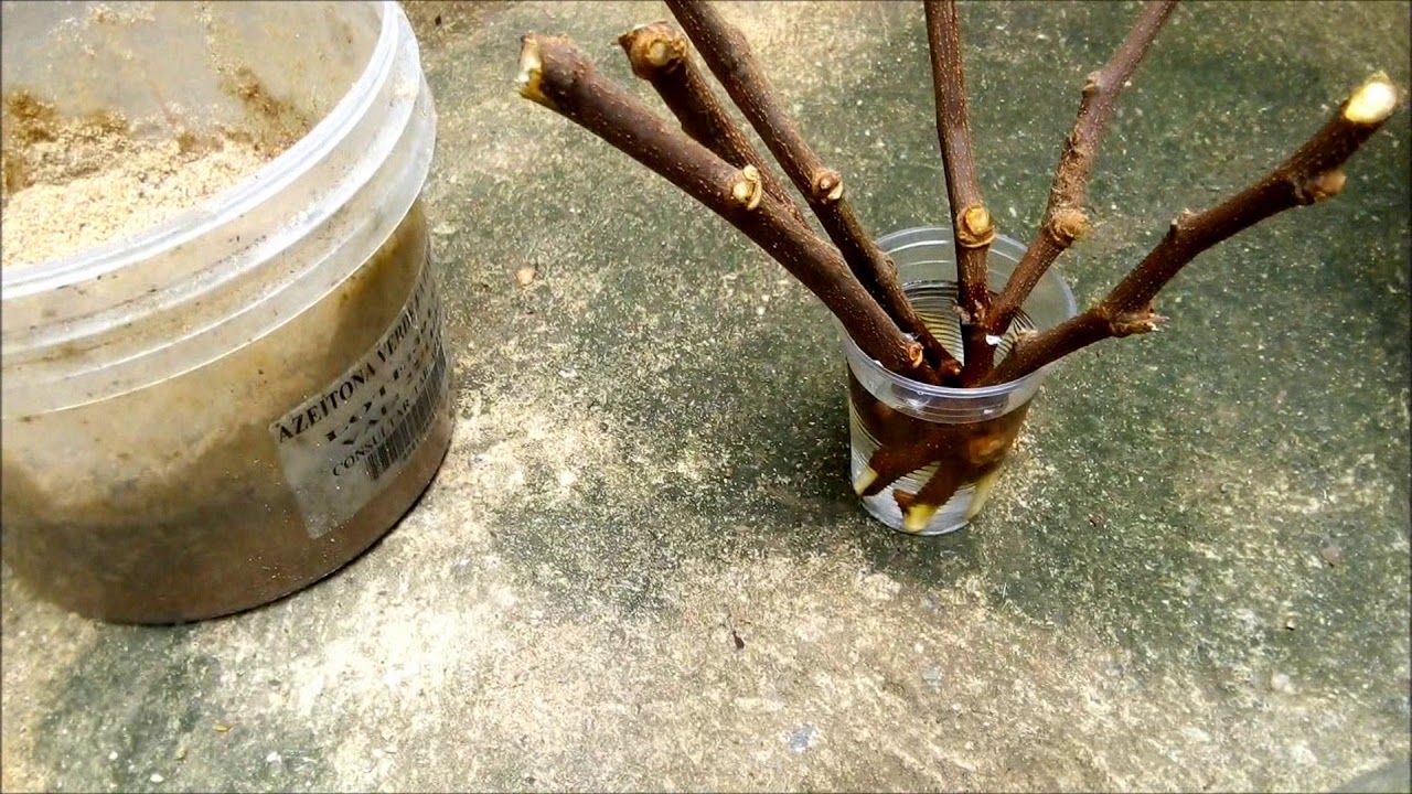 CARAMBOLA ESTAQUIA / CARAMBOLA STAKE / ESTACA CARAMBOLA