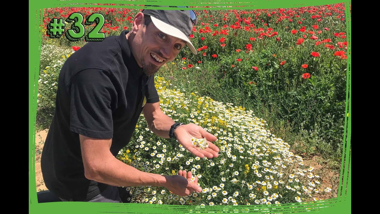 #32 Le Erbe - Come RACCOGLIERE la CAMOMILLA COMUNE e come UTILIZZARLA per liquori e cocktail