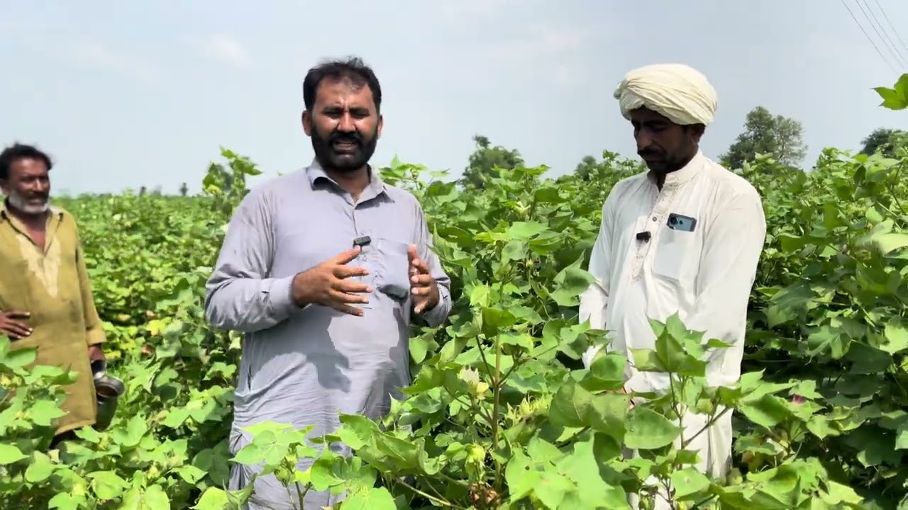 New seasonal Cotton Variety FH 888 / cotton farming in punjab / Part 2 / Daily Routine Farmer