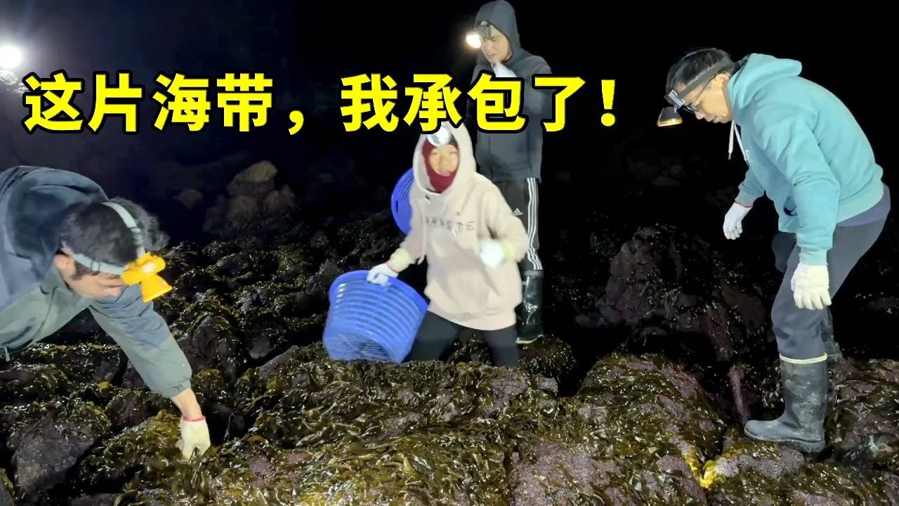 海帶獵人ASMR實錄｜越拔越上癮！整片海岸線鋪滿一公尺厚，小漁療癒到捨不得走【漁小仙】