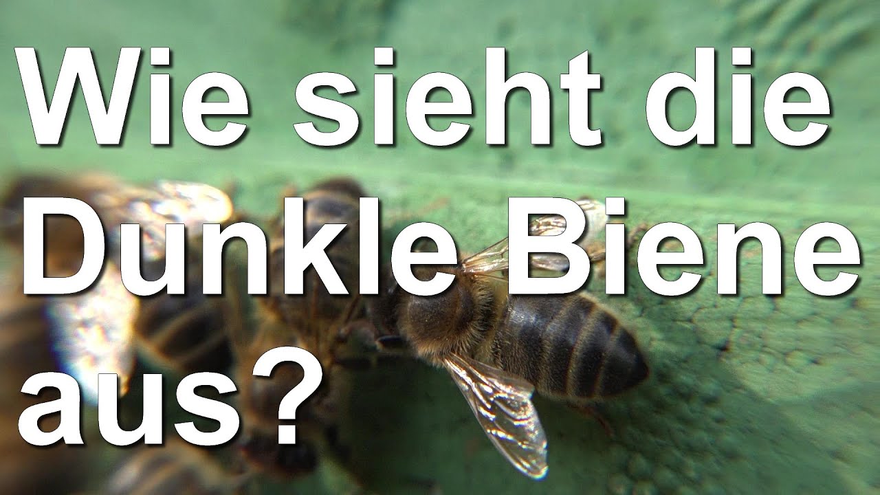 Wie sieht die reine Dunkle Biene aus?