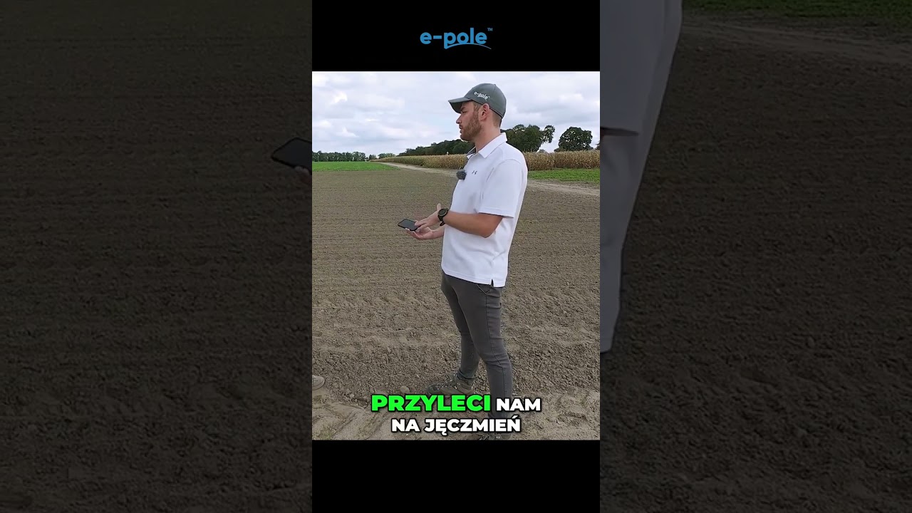 Jak skutecznie chronić zboża przed mszycami?